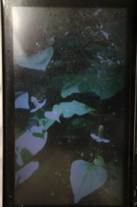 利用者さんの作品