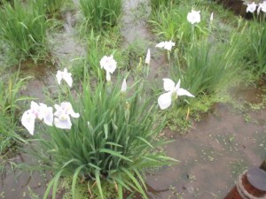 IMG_1023[1]