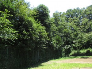 IMG_1335[1]