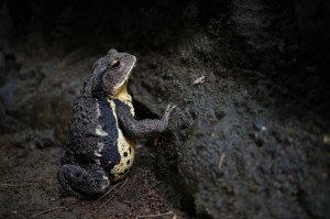 掃除中カエルに遭遇しました。