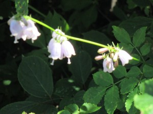 IMG_1514[1]