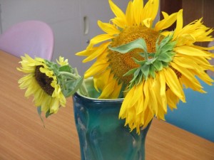 IMG_1587[1]