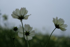 DSCF9655