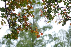 紅葉はもう少し先でした