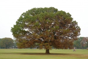 DSCF9661