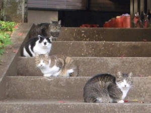 散歩中に猫がこちらをみてました