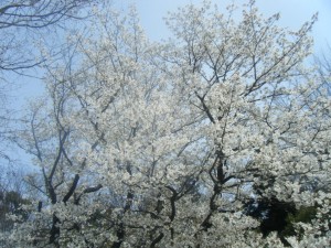 DSCF5901