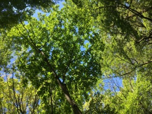 s_IMG_6838