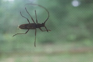 カミキリムシが迷いこんできました